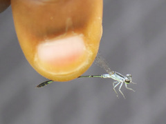 Agriocnemis victoria