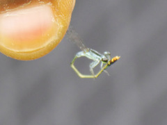 Agriocnemis victoria