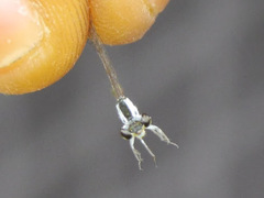 Agriocnemis victoria