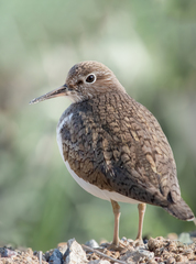 Common Sandpiper photo 6