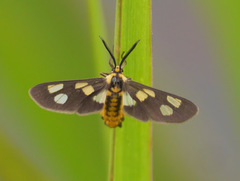 Ceryx fulvescens