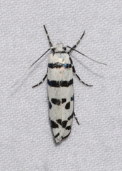 Ethmia phoenicura