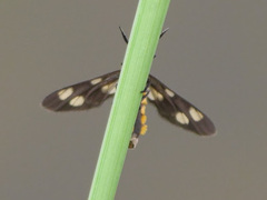 Ceryx fulvescens