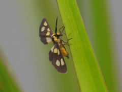 Ceryx fulvescens