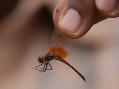 Trithemis arteriosa