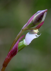 Thelymitra sanscilia