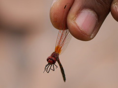Trithemis arteriosa