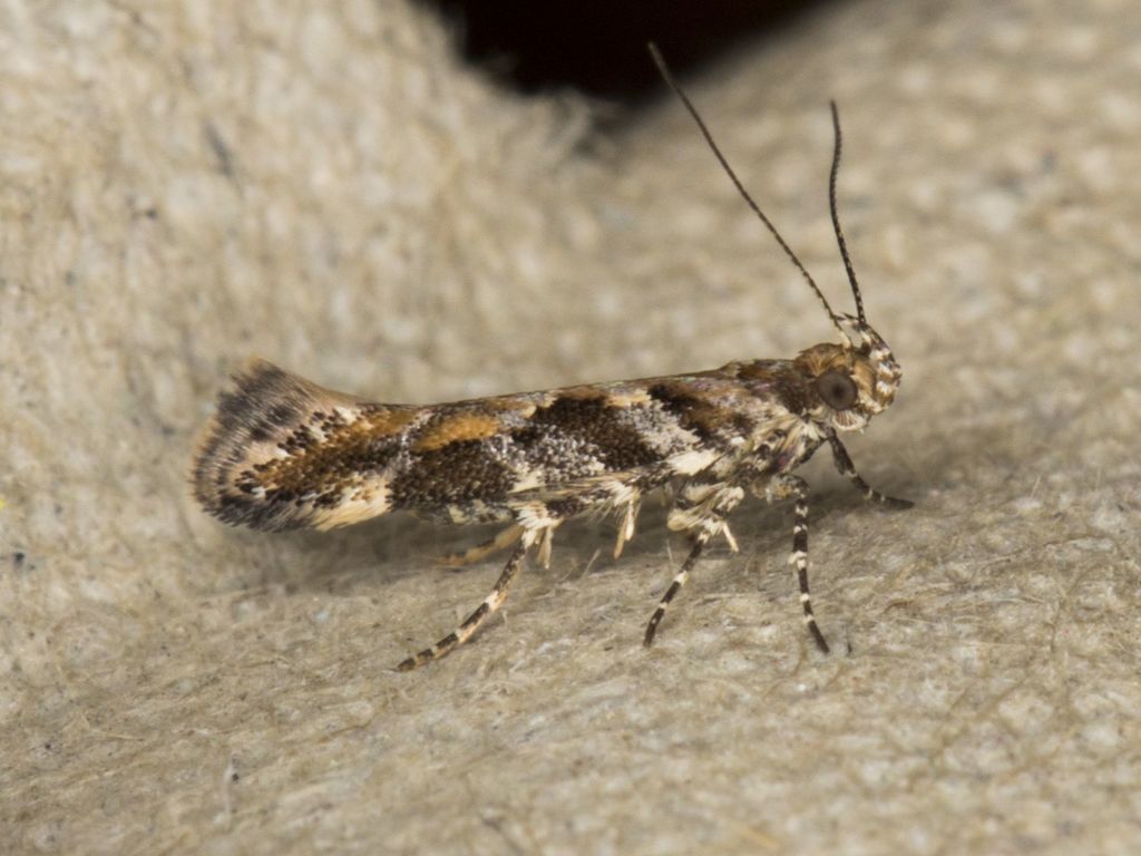 Aristotelia calens