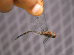 Trithemis aenea