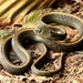 Santa Cruz Aquatic Garter Snake - Photo (c) Zach Lim, some rights reserved (CC BY-NC)