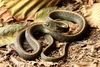 Aquatic Garter Snake - Photo (c) Zach Lim, some rights reserved (CC BY-NC), uploaded by Zach Lim