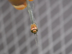 Trithemis aenea