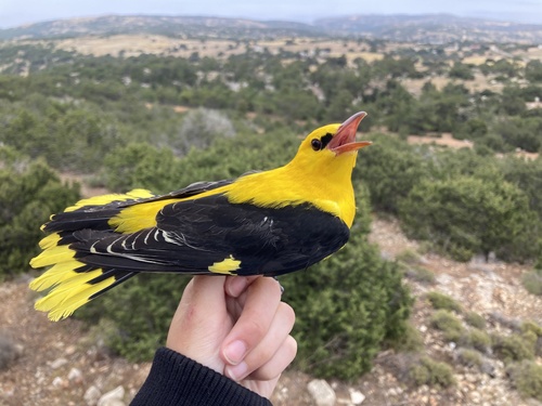 Eurasian Golden Oriole