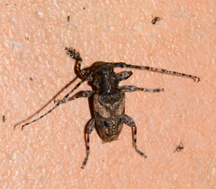 Aegomorphus circumflexus
