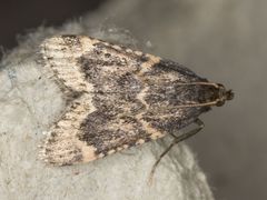 Aglossa cacamica