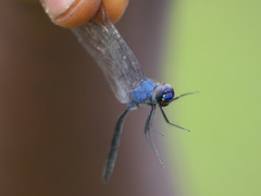 Trithemis stictica