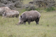 Ceratotherium simum simum