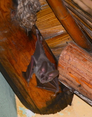 Macrotus californicus