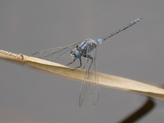 Libellulidae