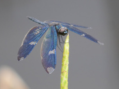 Rhyothemis fenestrina