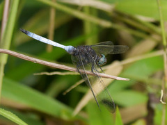 Orthetrum