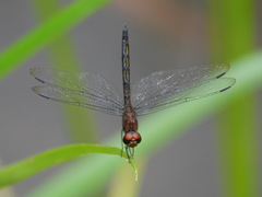 Trithemis aenea