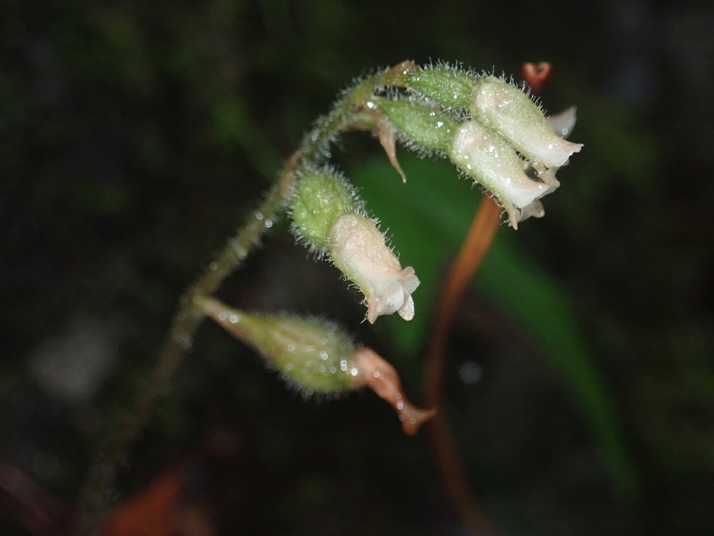 Cheirostylis takeoi