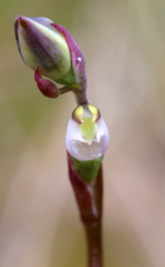 Thelymitra sanscilia