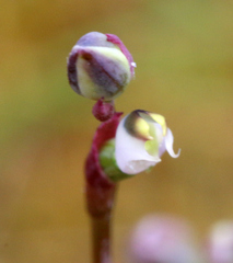 Thelymitra sanscilia