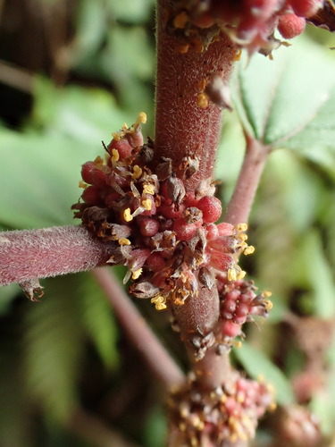 Pipturus ruber observed 2022-09-29