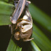 Murciélagos Mariposa - Photo (c) Jakob Fahr, algunos derechos reservados (CC BY-NC), subido por Jakob Fahr