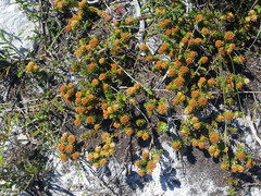 Agathosma hookeri