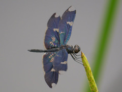 Rhyothemis fenestrina