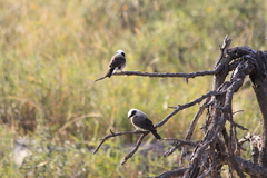 Eurocephalus ruppelli