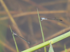 Agriocnemis victoria