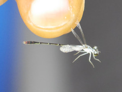 Agriocnemis victoria