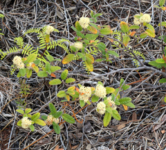 Pomaderris edgerleyi