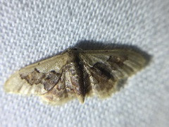 Idaea gemmata