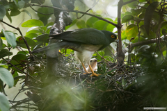 Accipiter haplochrous