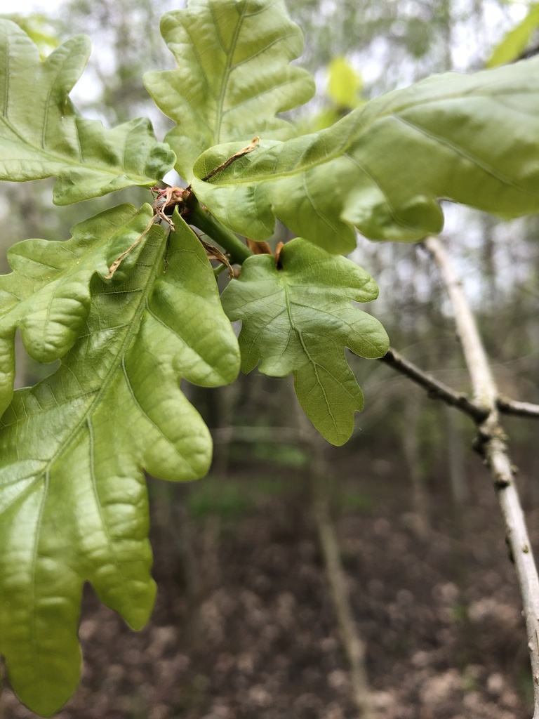 English oak from Kesteven Way, Hull, England, GB on May 01, 2023 at 12