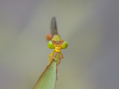 Ceriagrion