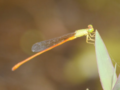 Ceriagrion