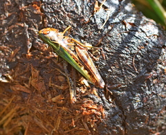 Omocestus