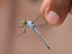 Chalcostephia flavifrons