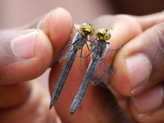 Chalcostephia flavifrons