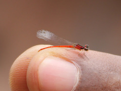 Zygoptera