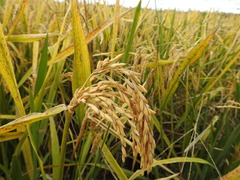 Oryza sativa