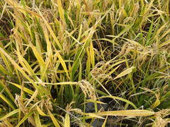 Oryza sativa