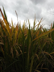 Oryza sativa