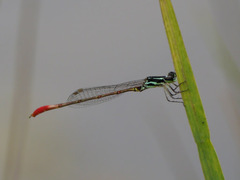 Image of Agriocnemis forcipata